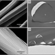 Electron microscopy of silver ant hair. Image: Quentin Willot et al., 2016/PLOS One